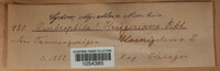 Kriegeria kriegeriana image